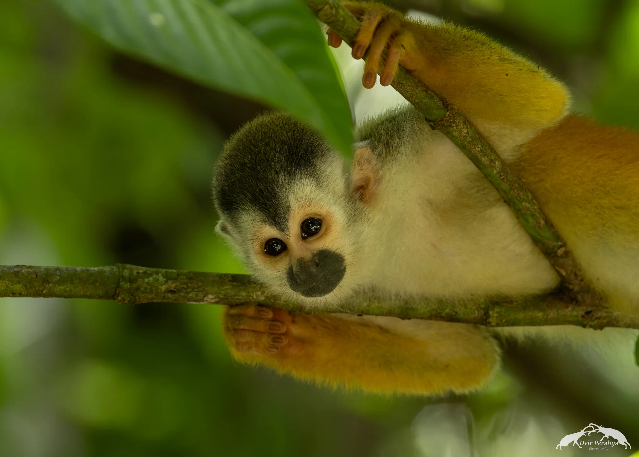 Squirrel monkey, Manuel Antonio